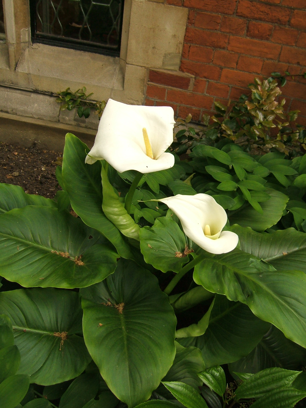 Калла Зантедеския Zantedeschia aethiopica