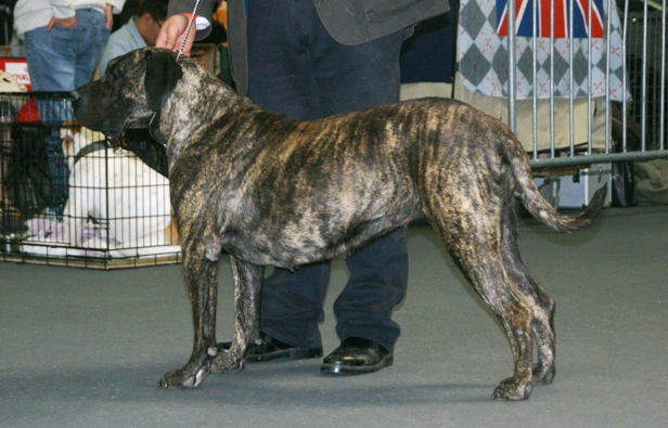 File:Canary Mastiff brown-brindle2.JPG