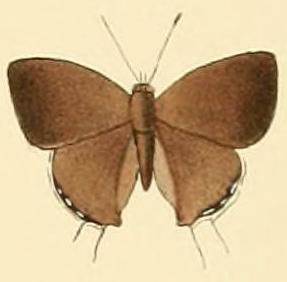 File:Chliaria othona1.JPG