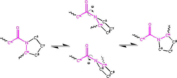 Isomerization of an X-Pro peptide bond. Cis and trans isomers are at far left and far right, respectively, separated by the transition states.