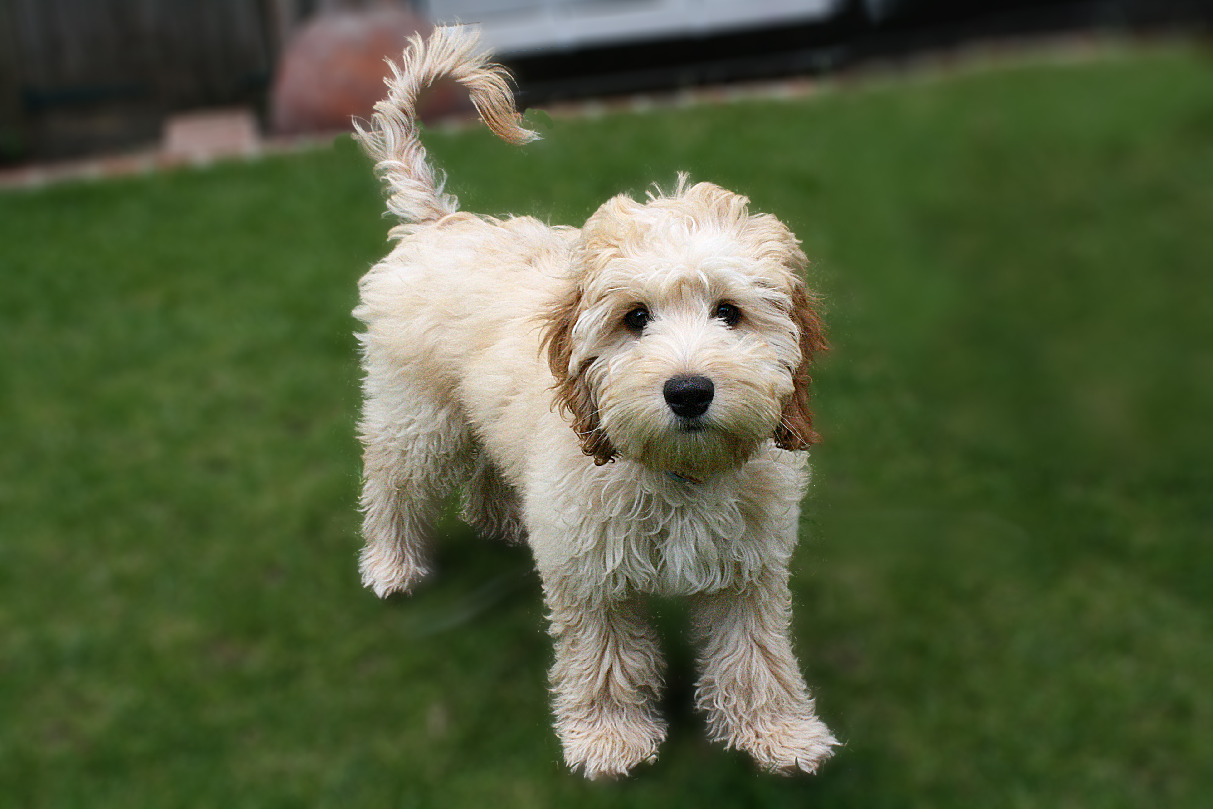 6 hot sale month cockapoo