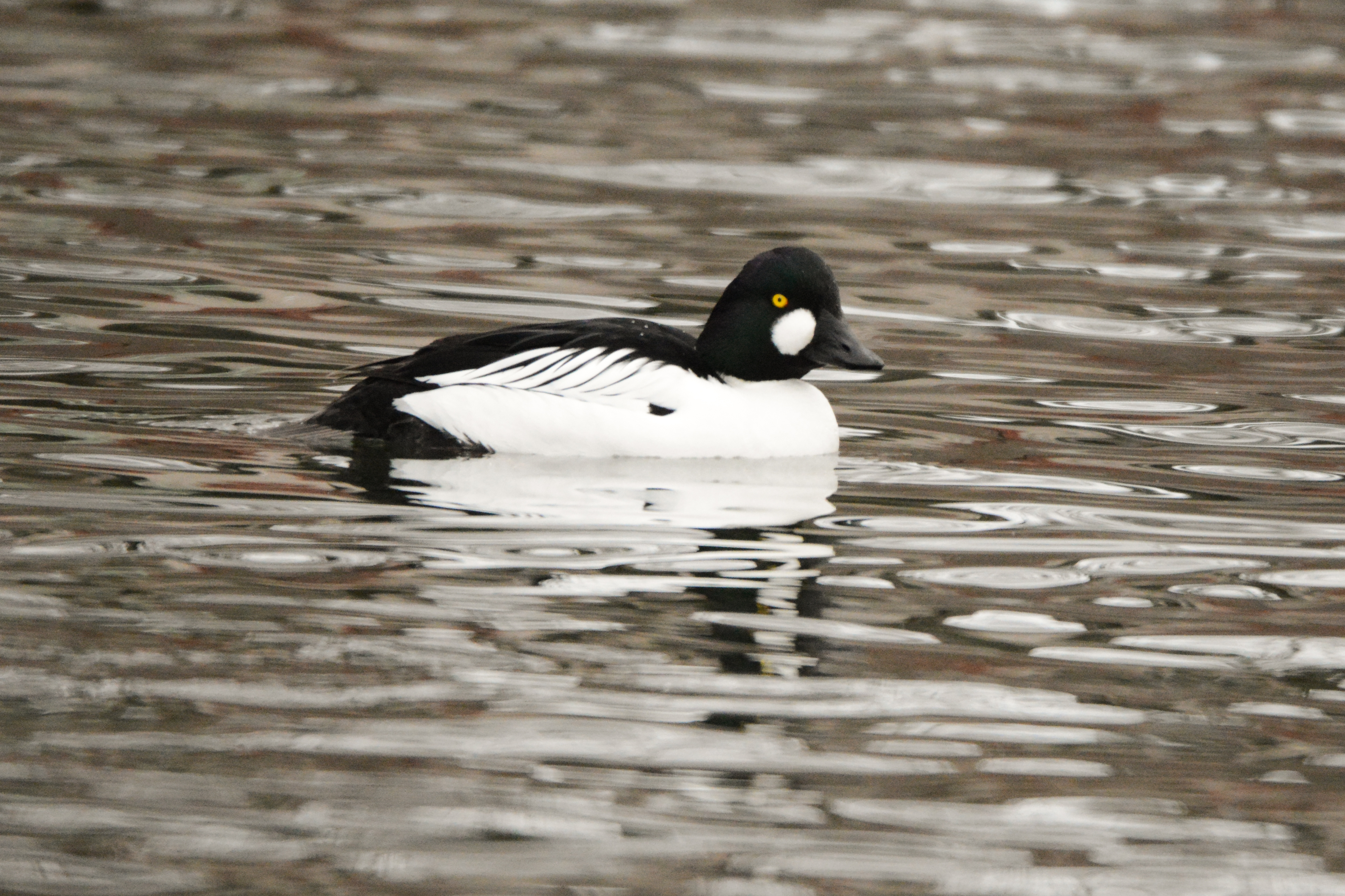 Common goldeneye - Wikipedia