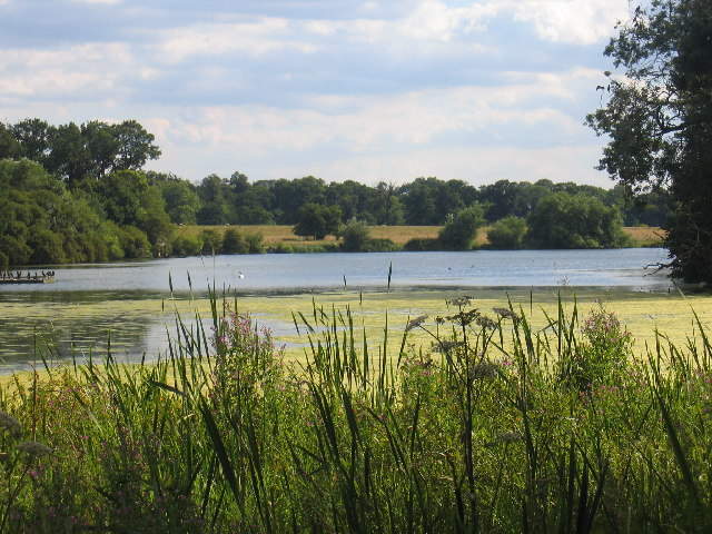 Coombe Abbey Country Park Heronry - geograph.org.uk - 34699