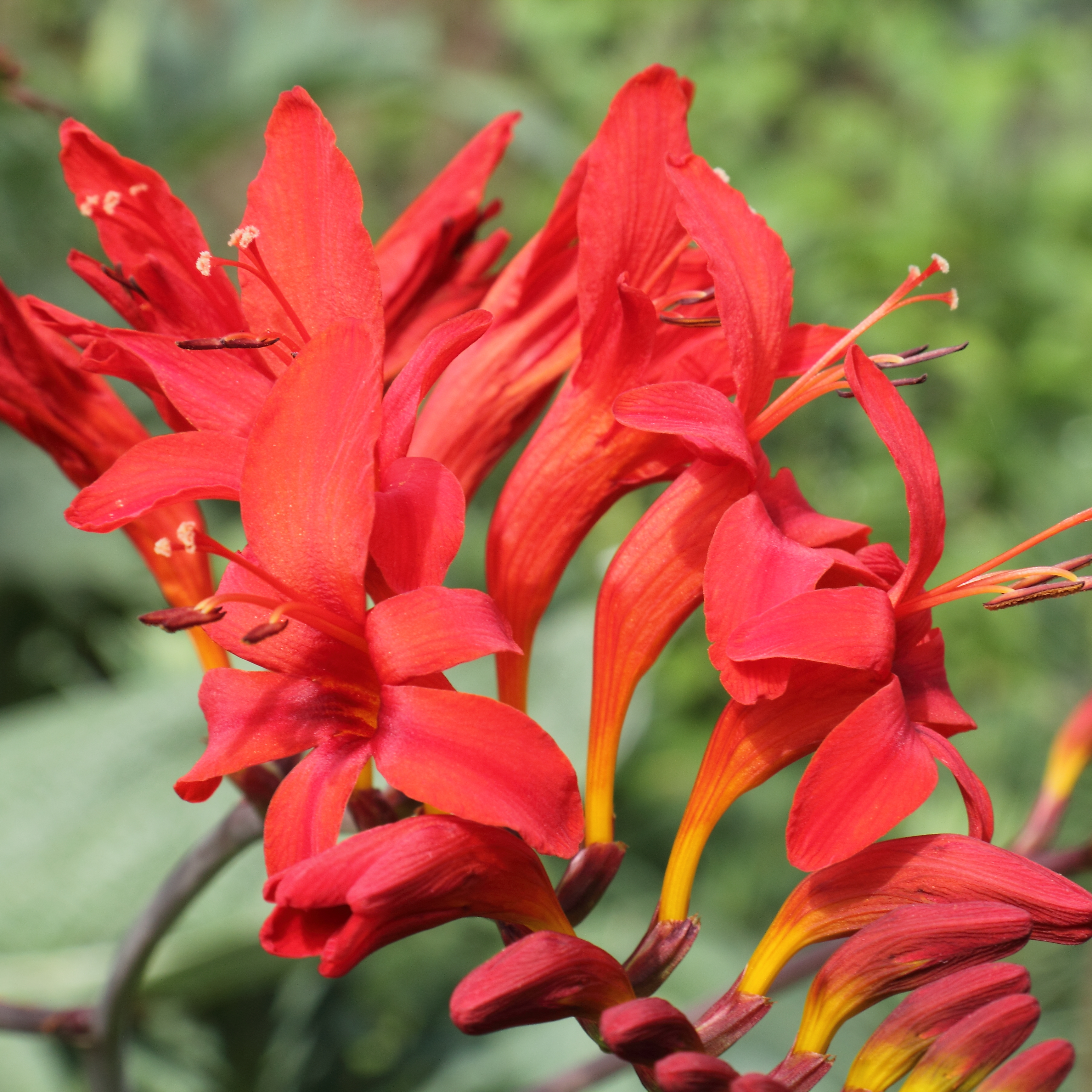 Крокосмия (Crocosmia) Люцифер