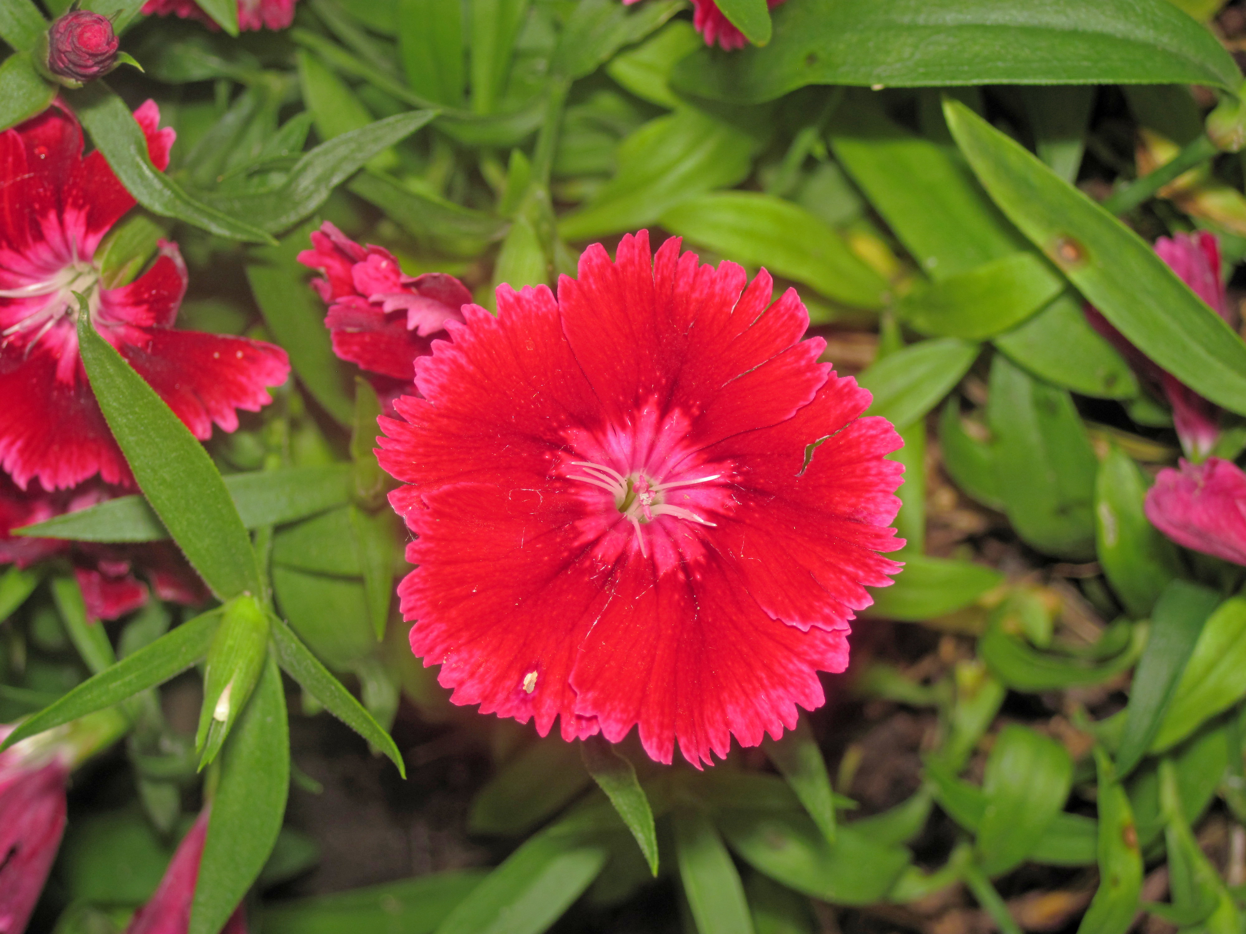 Red Dye, Wylde Flowers Wiki