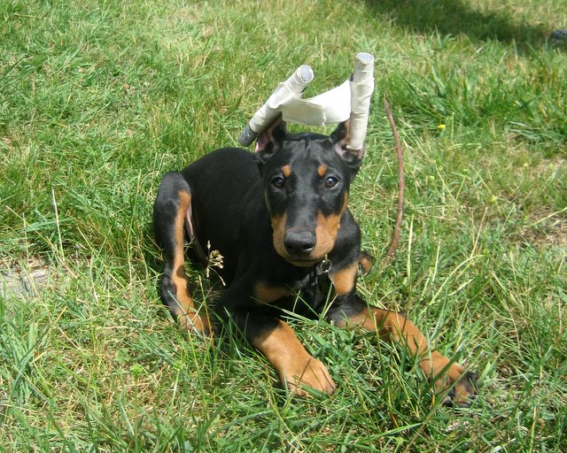 Doberman puppy with ears cropped and splinted
