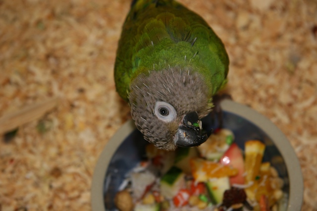 La Conure à tête sombre est l'un des types de conures les plus quiter