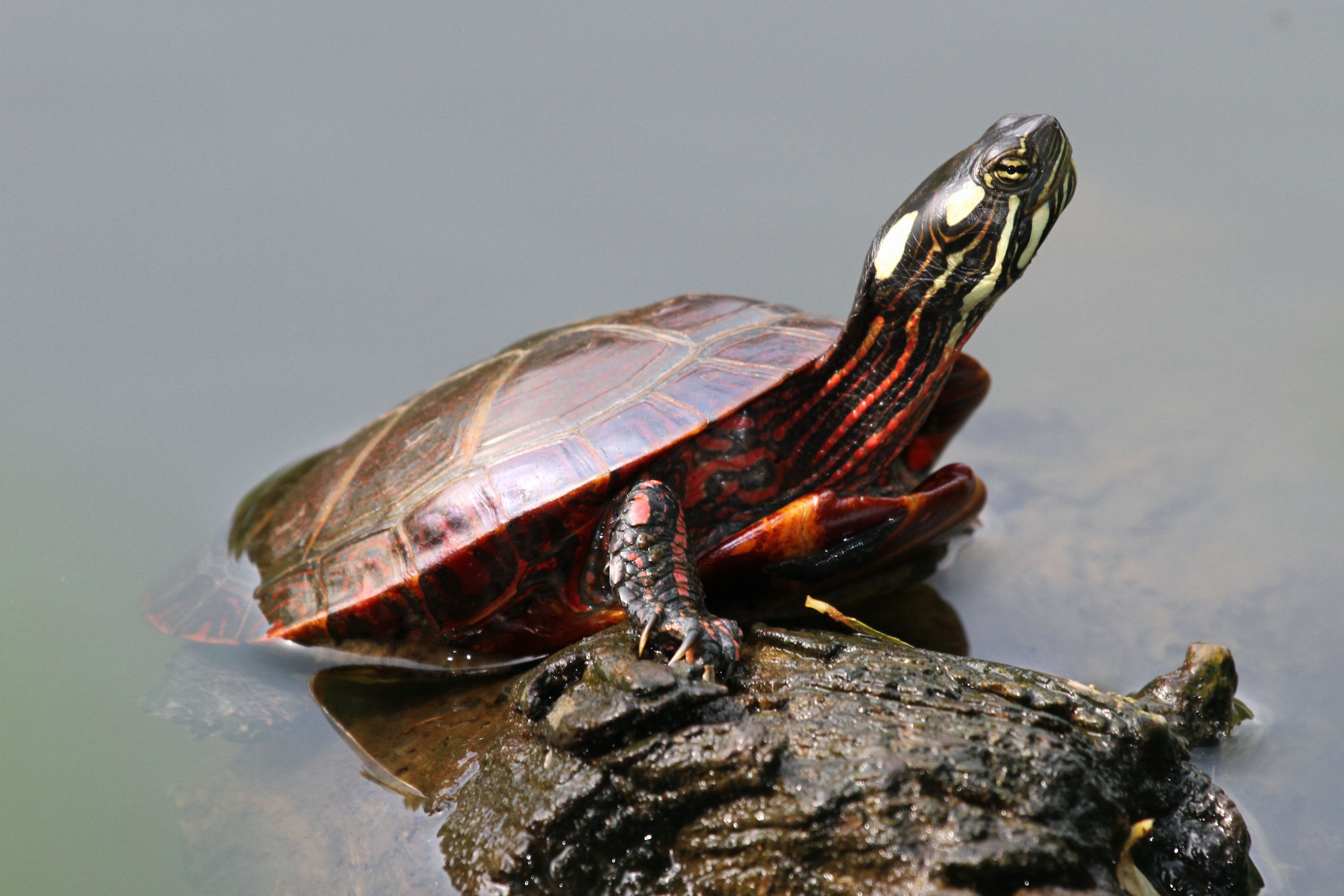 File Eastern Painted Turtle Chrysemys Picta Picta Jpg Wikimedia Commons