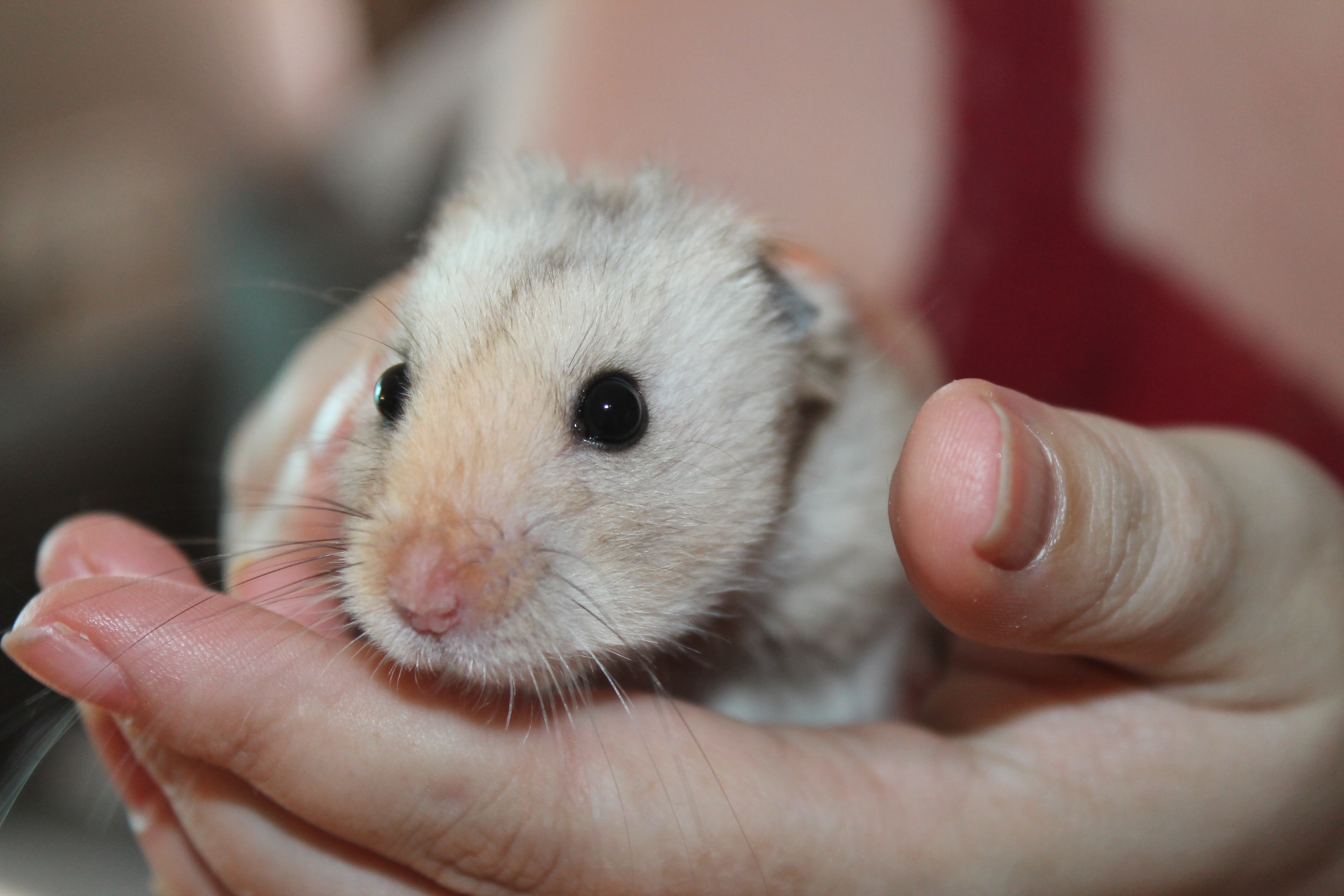 Syrian Hamster, Hamsters Wiki