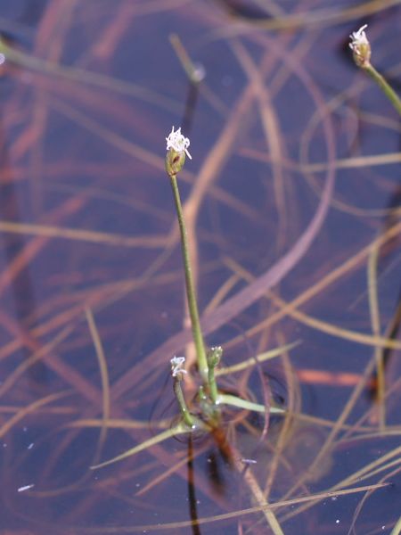 File:Fig. 09 Isolepis fluitans.jpg