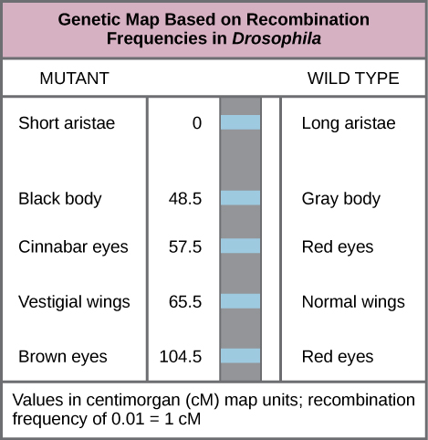 Table showing mutant versus wild type fruit fly and the various alleles for five traits and their corresponding gene map