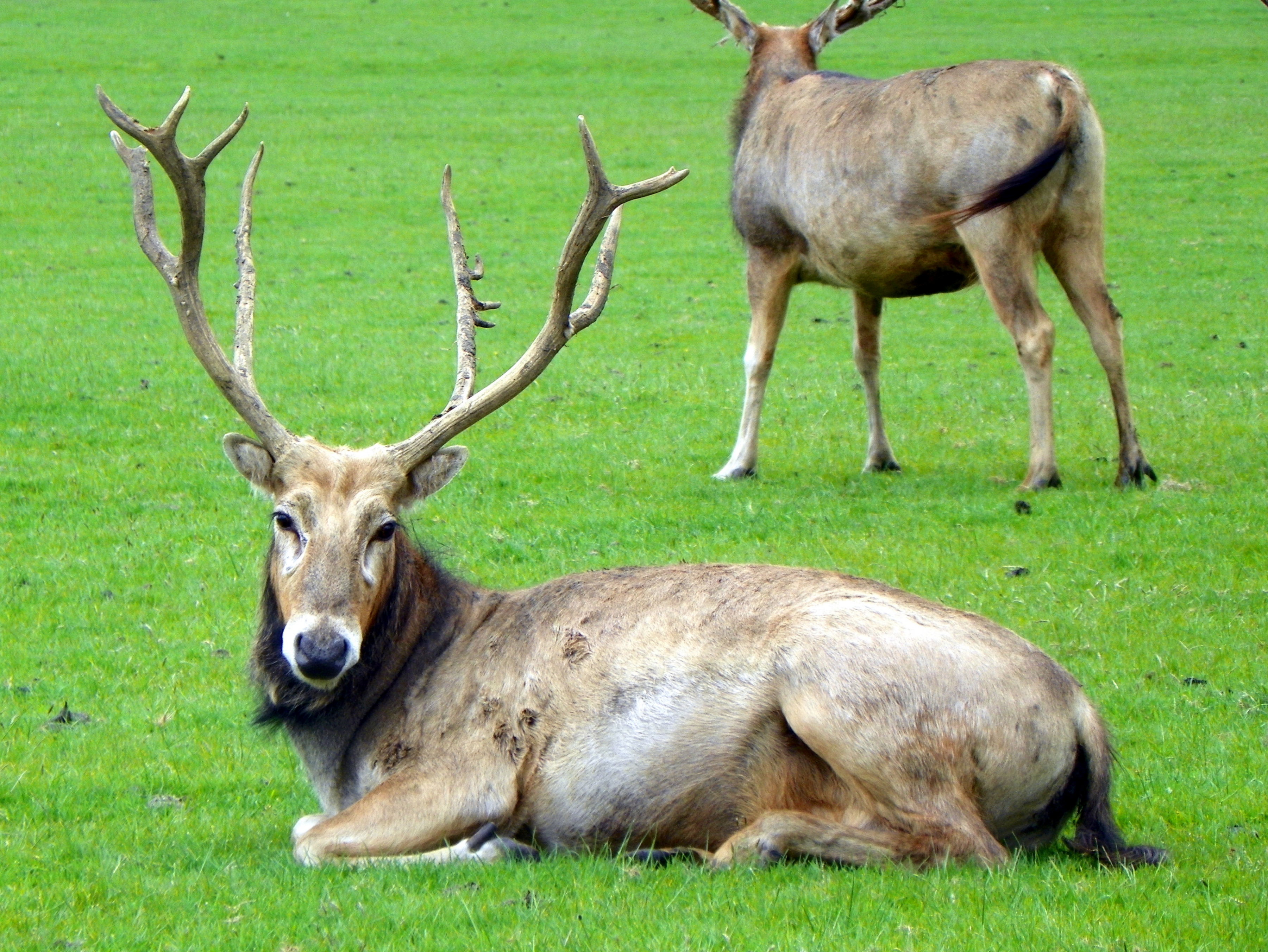 Père David's deer - Simple English Wikipedia, the free encyclopedia