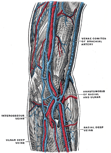 Brachial veins - Wikipedia