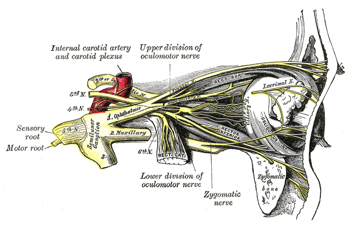 Nervus oculomotorius – WikiSkripta
