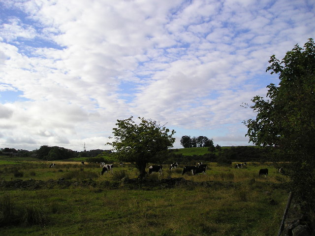 File:Grazing Cattle - geograph.org.uk - 47299.jpg