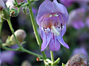 File:Grinnells penstemon.jpg