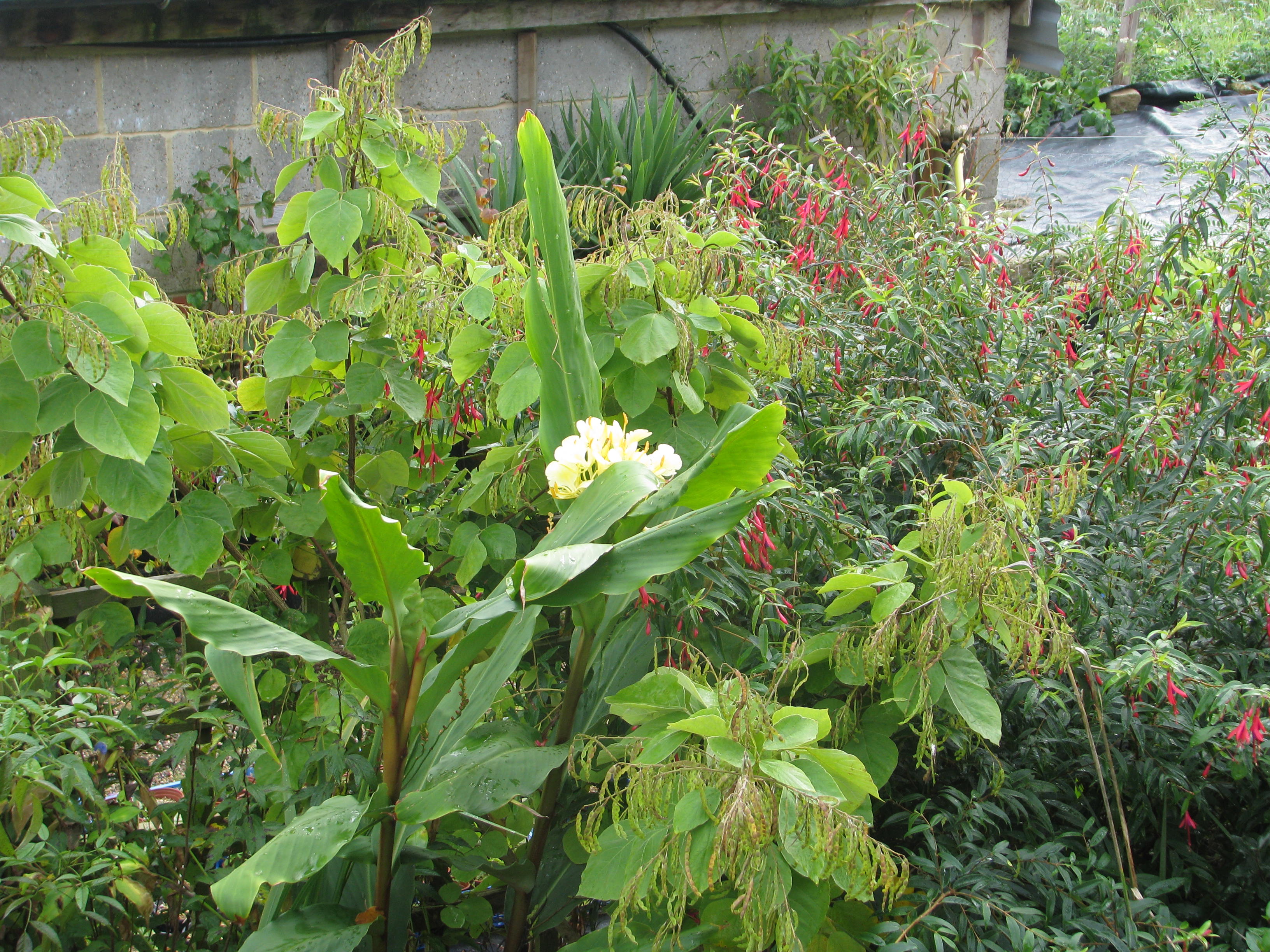 Hedychium urophyllum HWJ 604 (15553361801).jpg