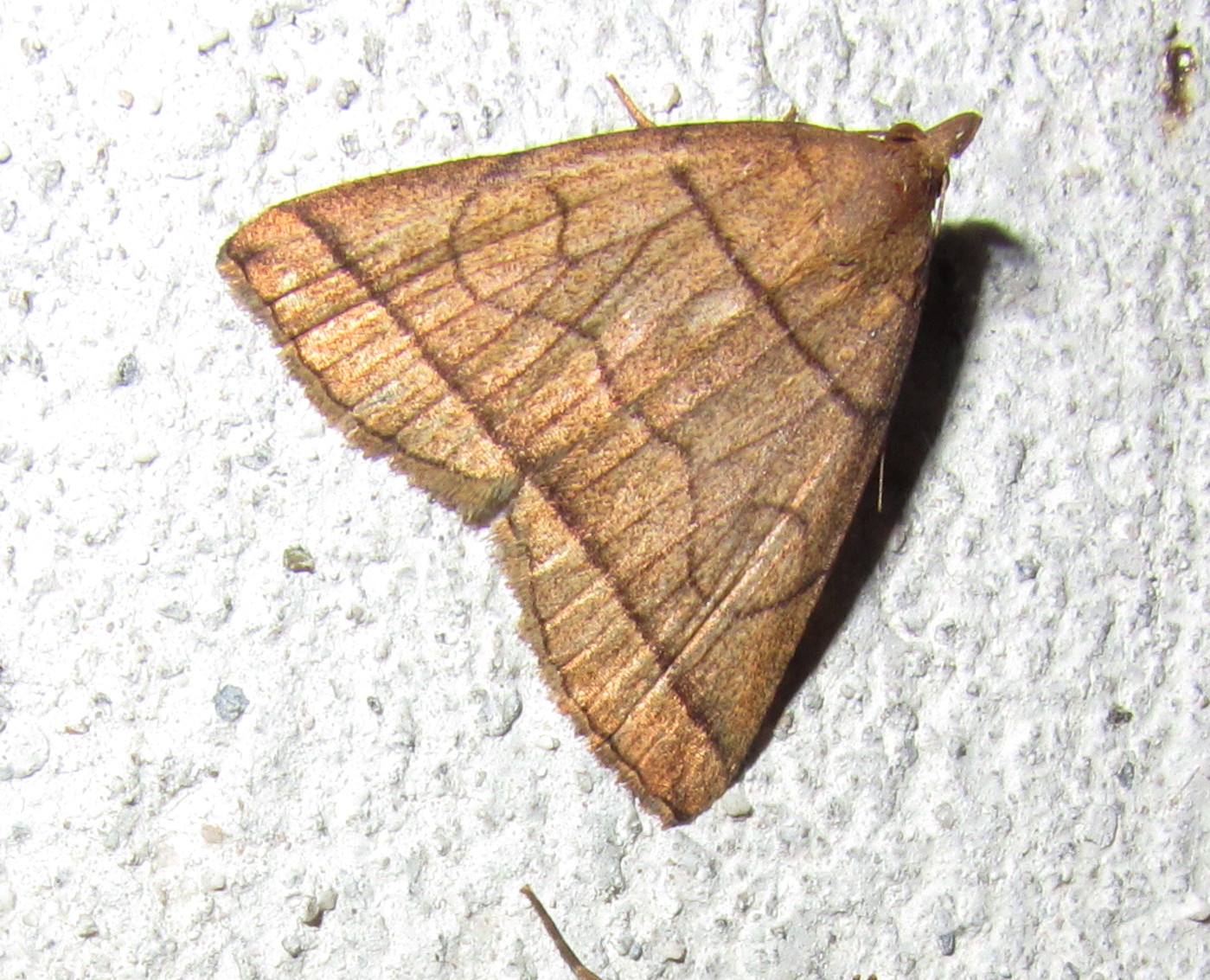 Herminia sp.? (7222534774).jpg