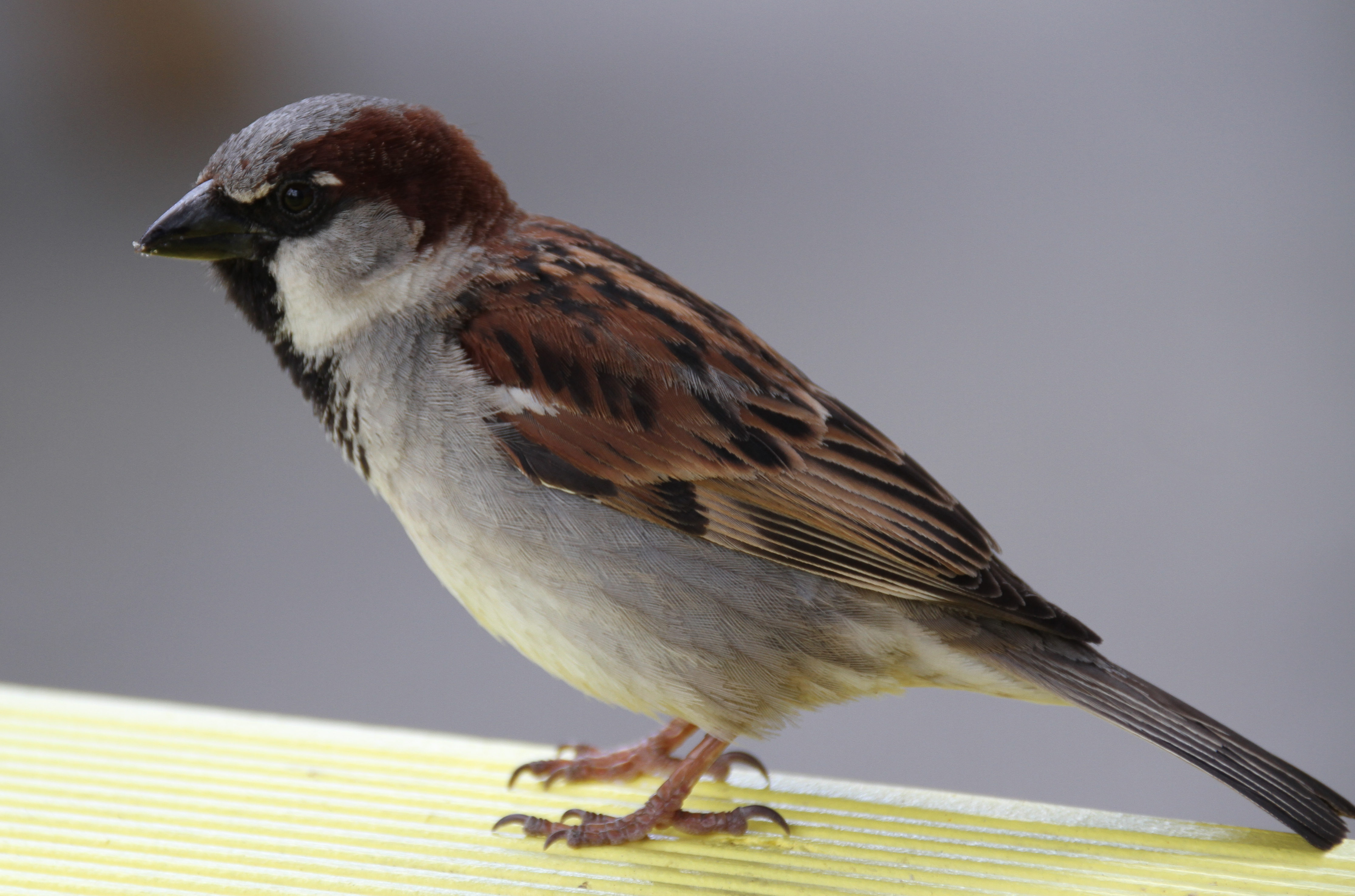 House sparrow - Wikipedia