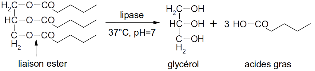 hydrolyse des triglycérides