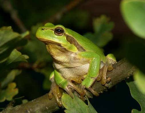 File:Hyla arborea04.jpg