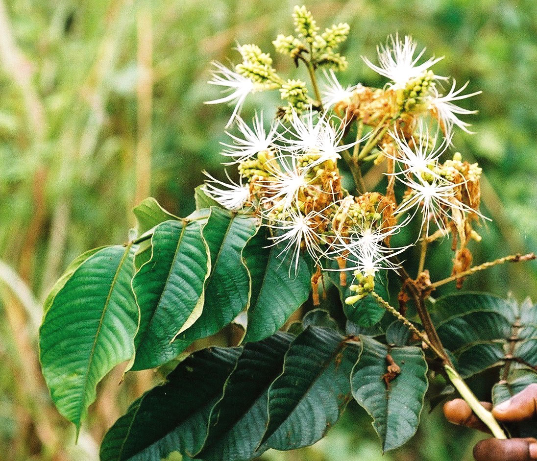 File:Inga edulis in flower.JPG - Wikimedia Commons