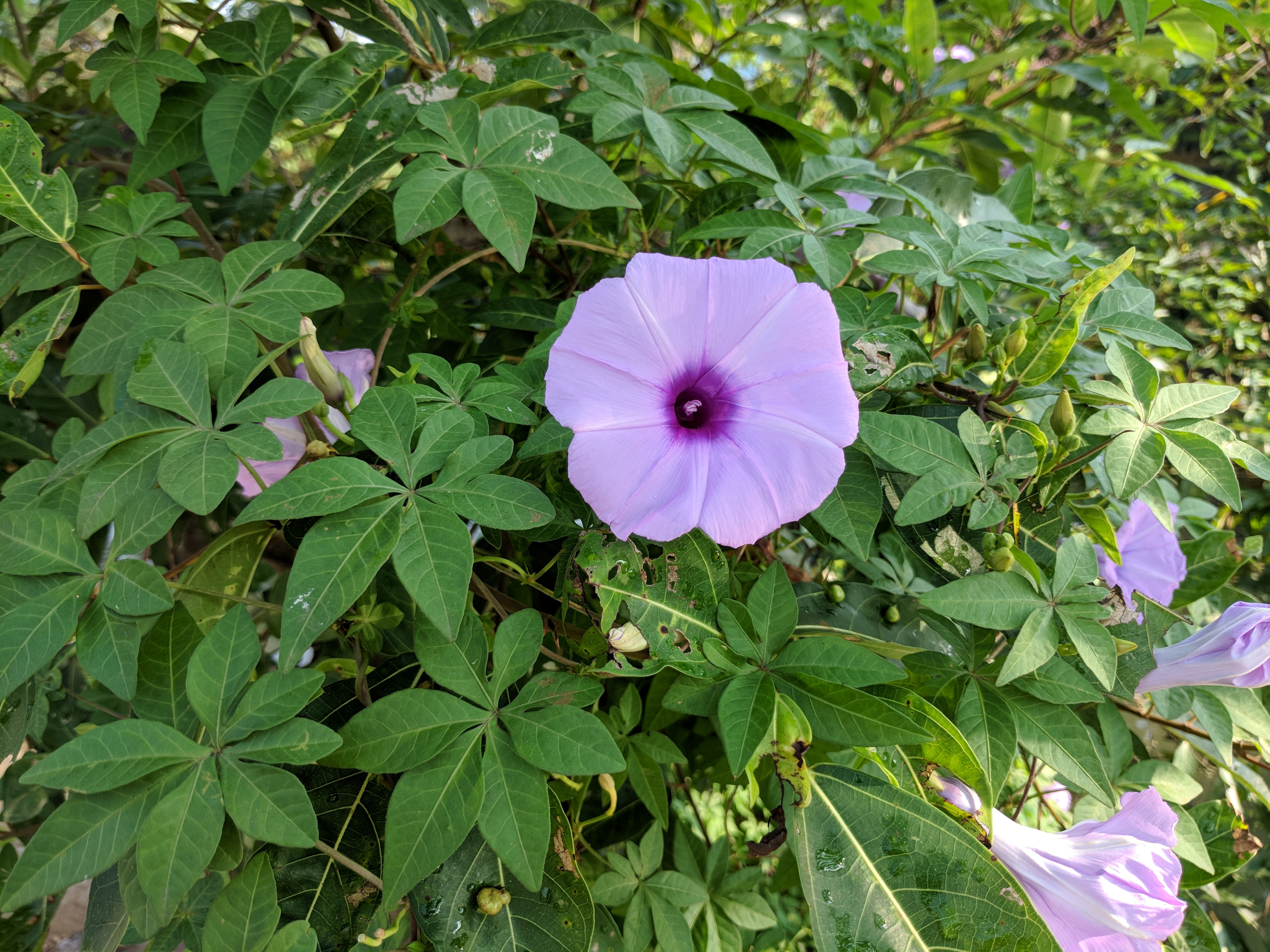 Ipomoea cairica - Railway Creeper