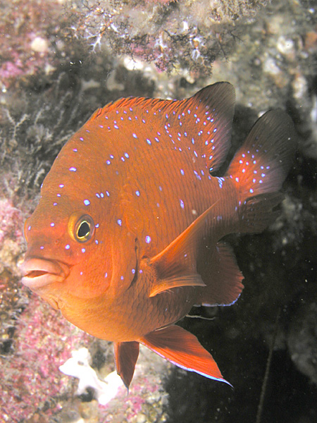 File:Juvenile Garibaldi.jpg