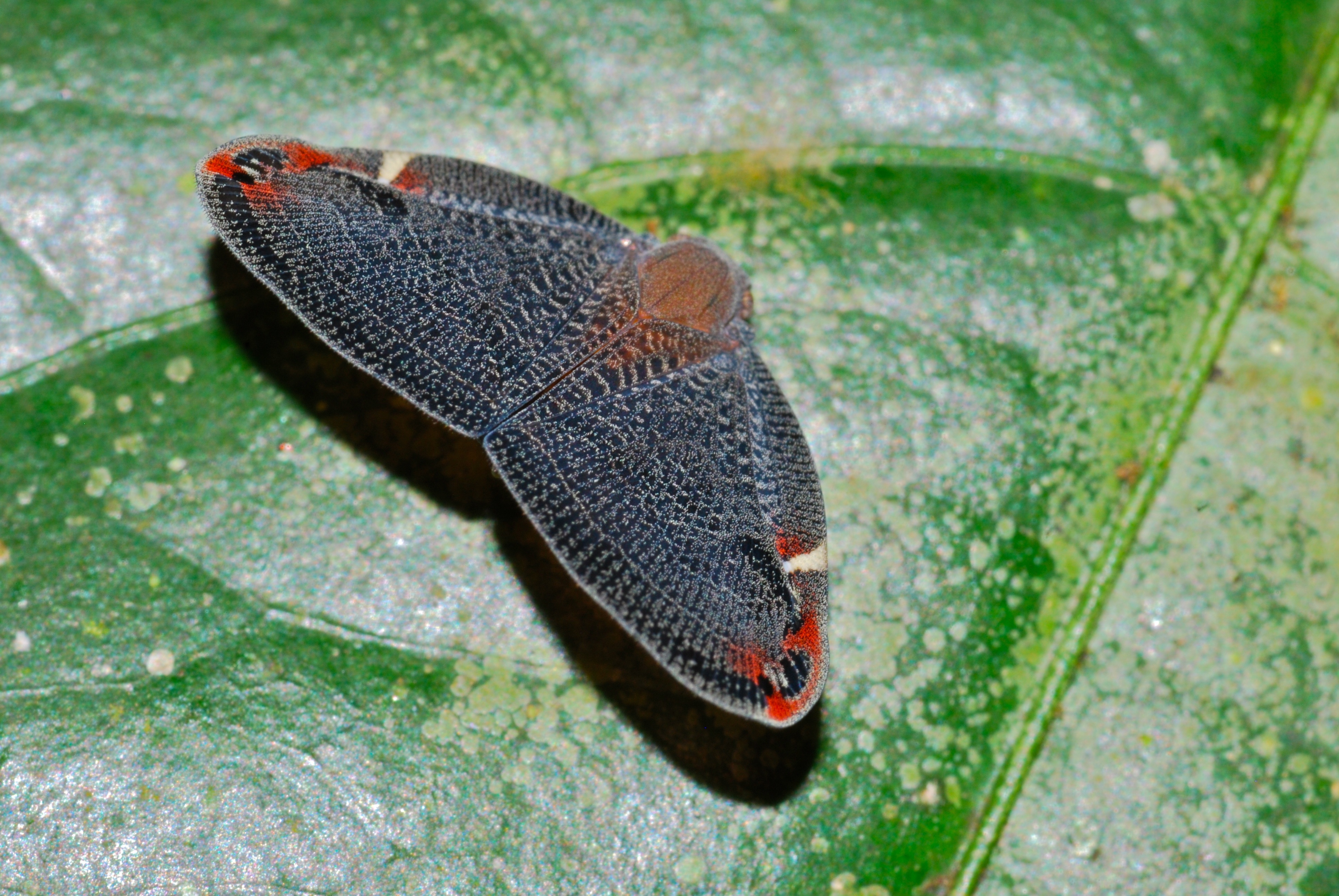 Leafhopper (Ricaniidae) (8090141204).jpg