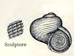 <i>Lissospira striata</i> Species of gastropod