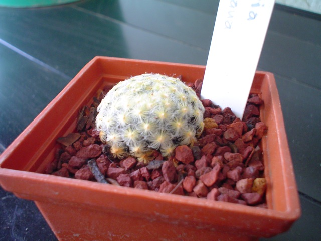 File:Mammillaria schiedeana.jpg