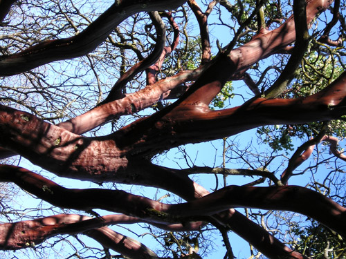 File:ManzanitaTreeBranches wb.jpg