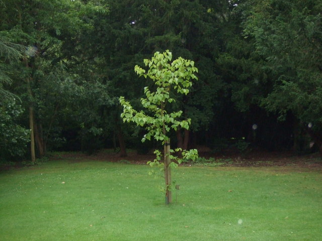 File:Mulberry tree in Observatory garden - geograph.org.uk - 533366.jpg