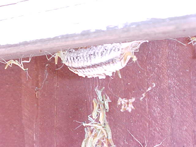 File:New baby Praying Mantis -04 of 05.JPG