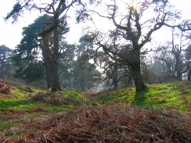 Old Wood of Drum - geograph.org.uk - 618053