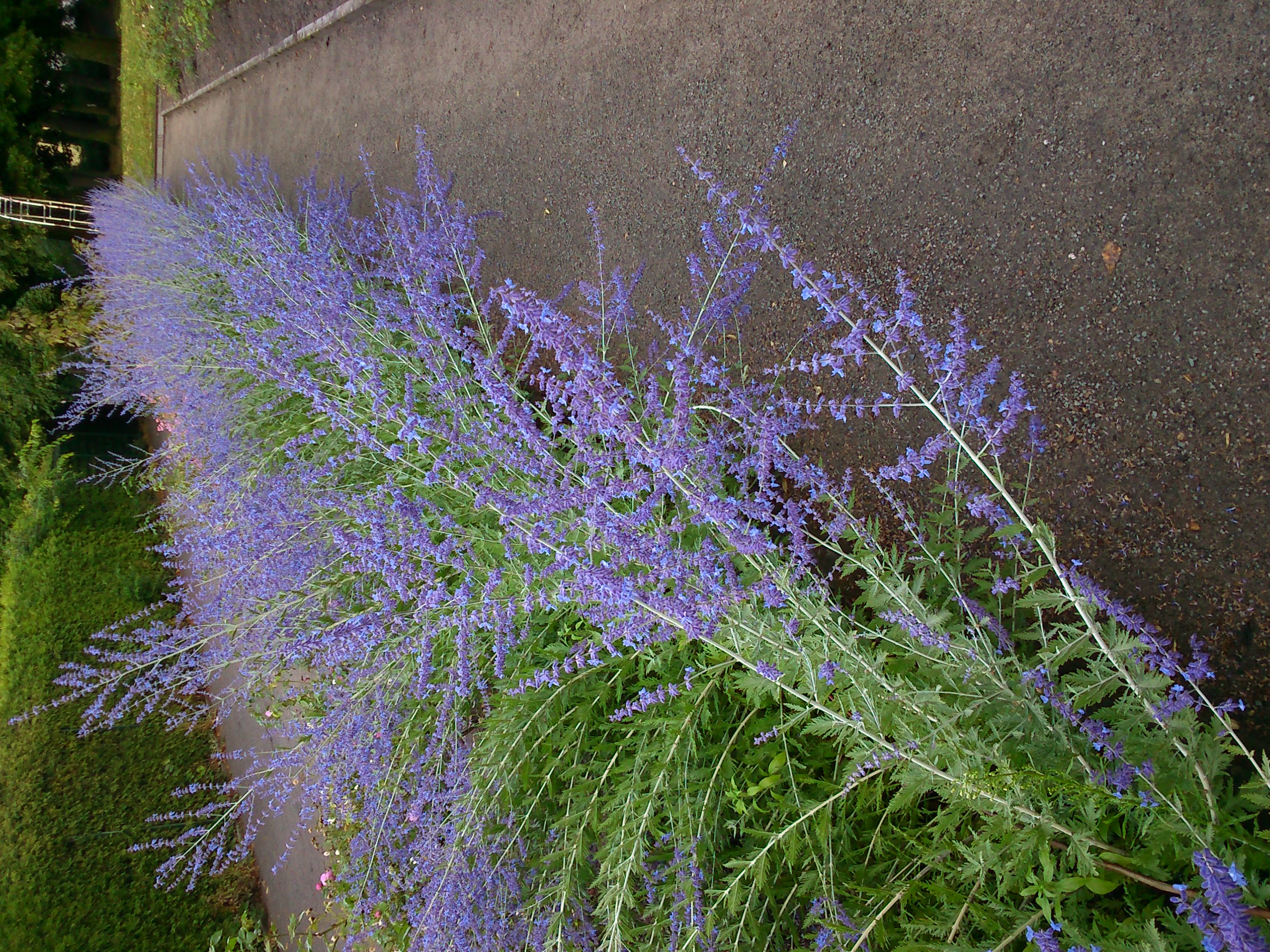 Перовския Perovskia atriplicifolia Rocketman