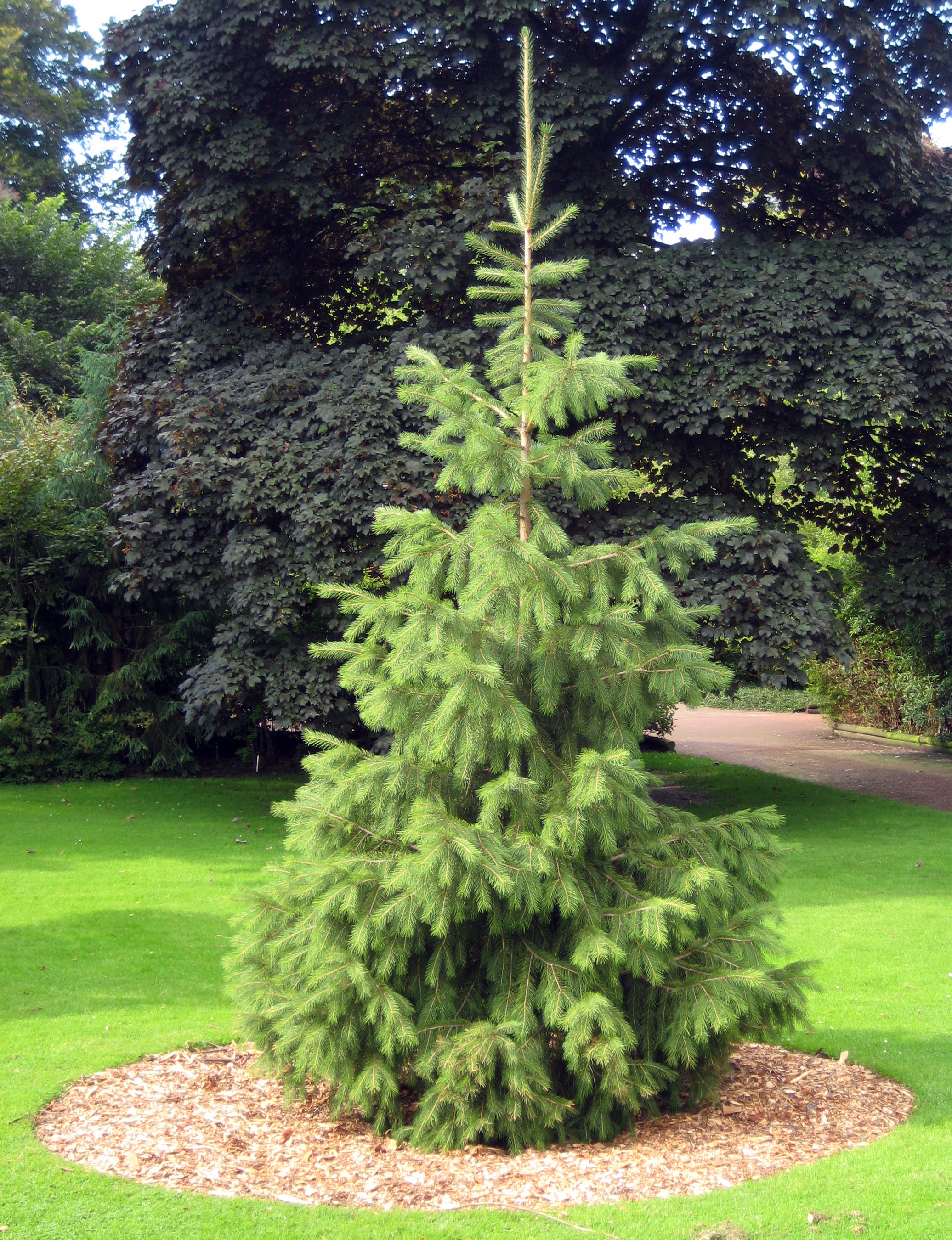 Picea smithiana - Wikipedia