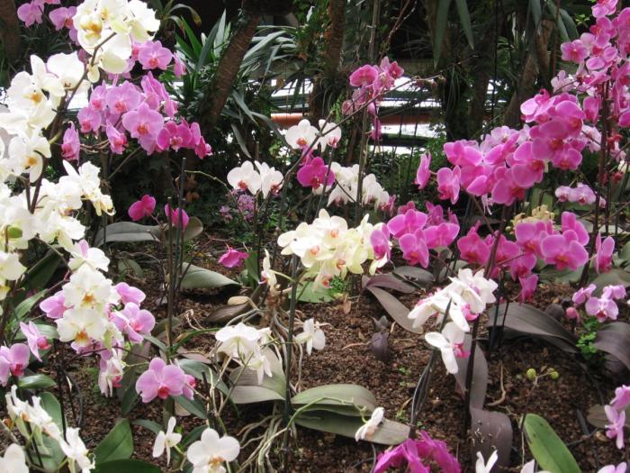 File:PikiWiki Israel 1692 orchids סחלבים.jpg