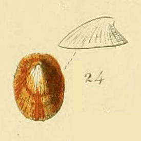 <i>Iothia</i> Genus of gastropods
