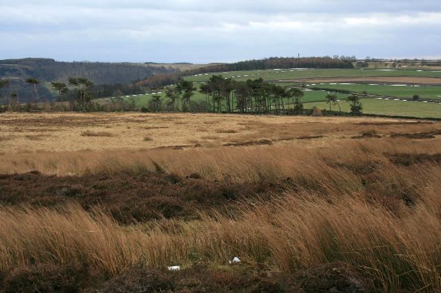 File:Potter Plantation - geograph.org.uk - 677211.jpg