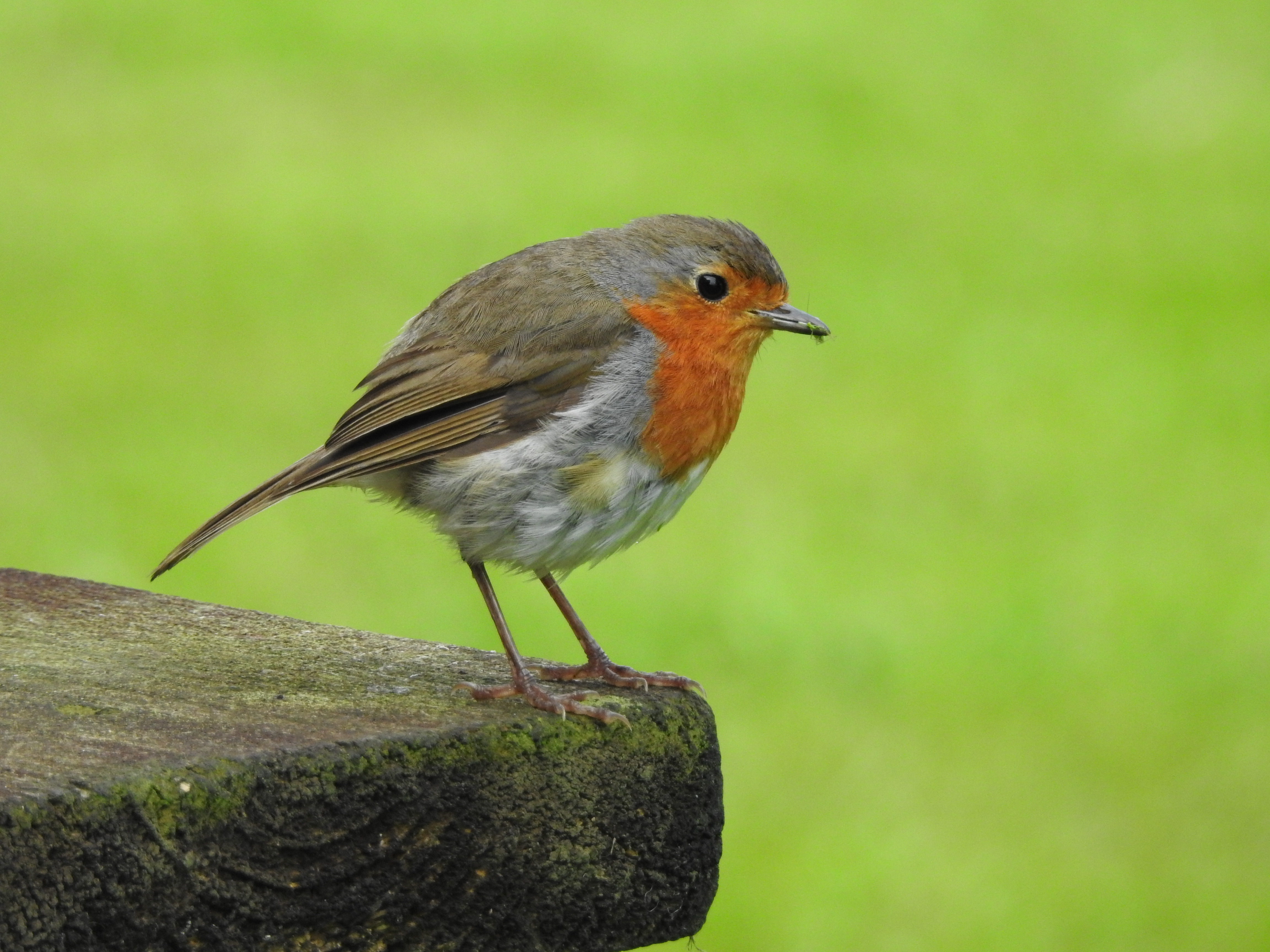 Birds wiki. Молодая Зарянка. Зарянка цапля. Зарянка потягивается. Red Robin птица.