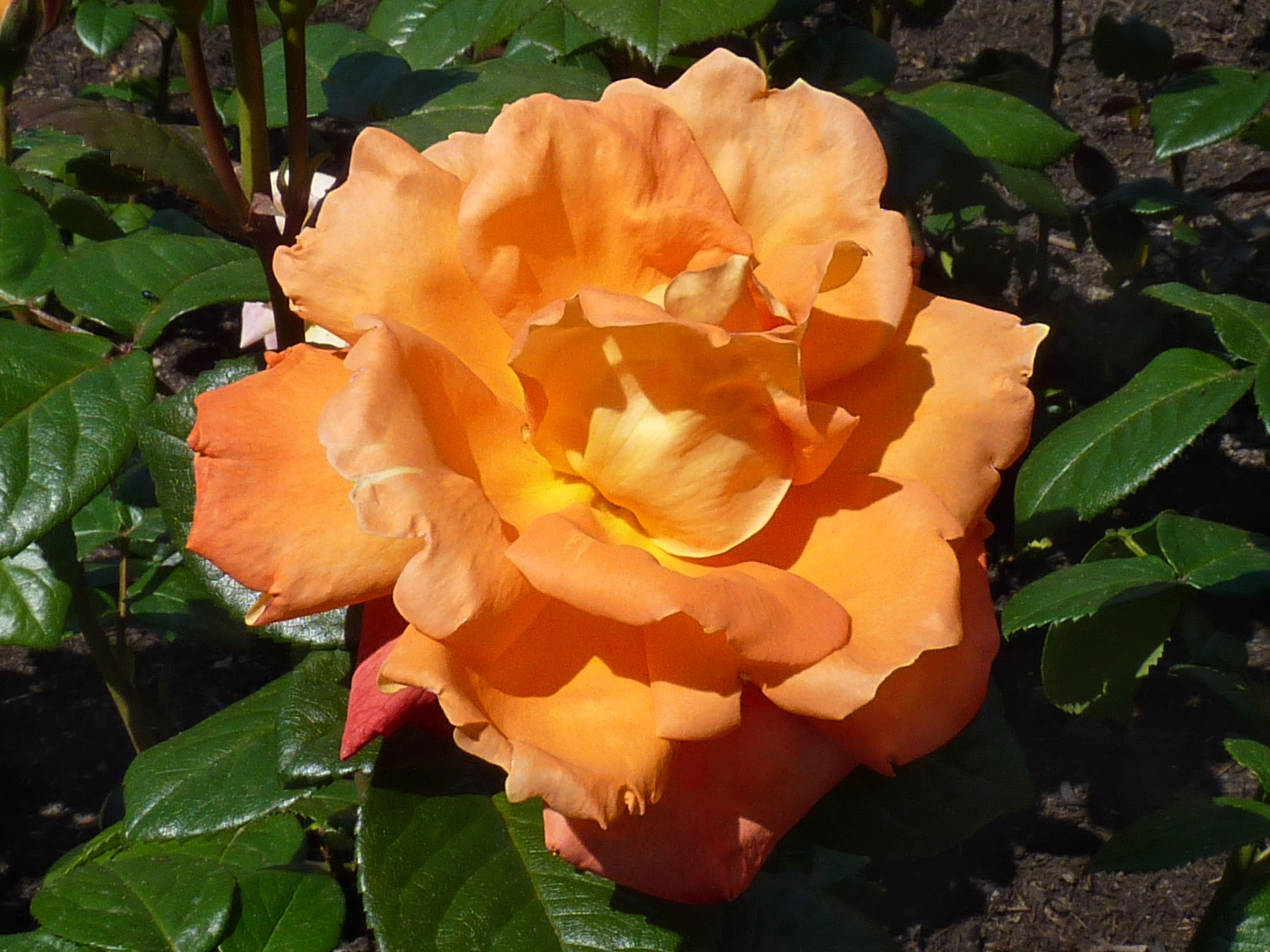 Цветок роза Луи де Фюнес
