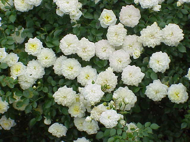 File:Rosa sp.299.jpg