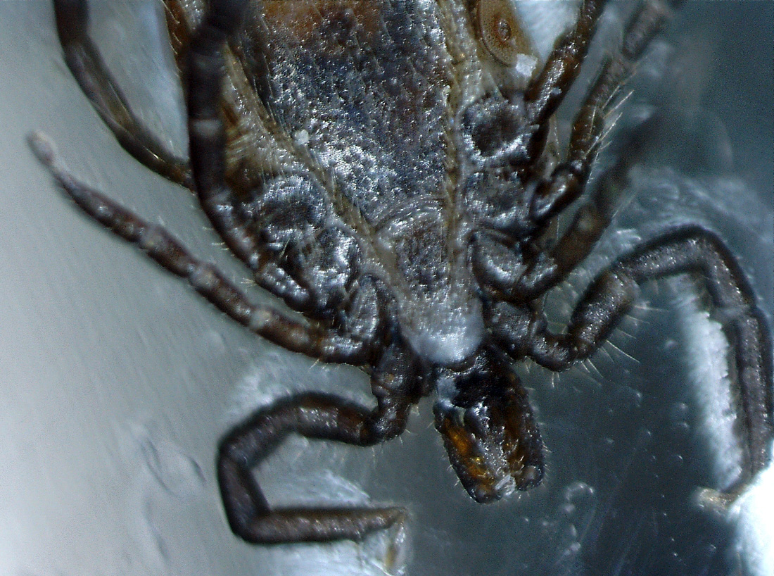 Ixodes ricinus фото