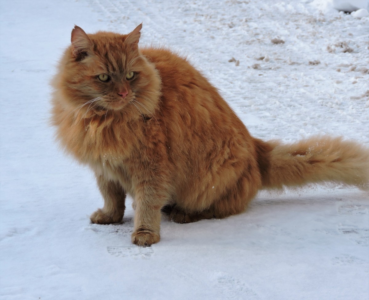 orange siberian cat