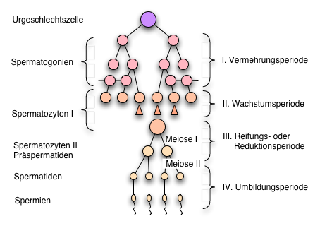 Oogenese Meiose