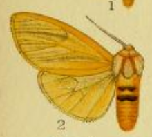 Spilosoma occidens