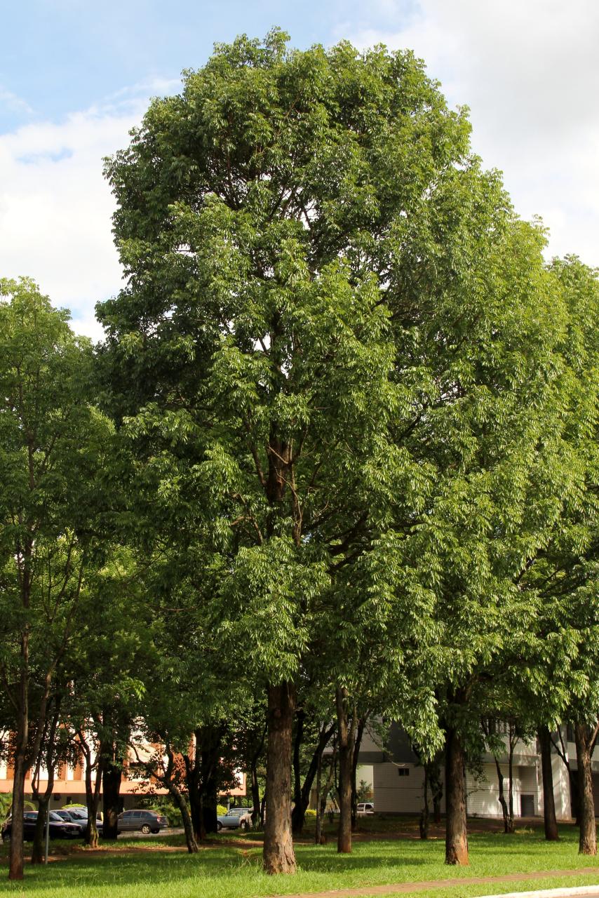 File:Caobo - Cedro caoba (Swietenia macrophylla) (14557718478).jpg -  Wikimedia Commons