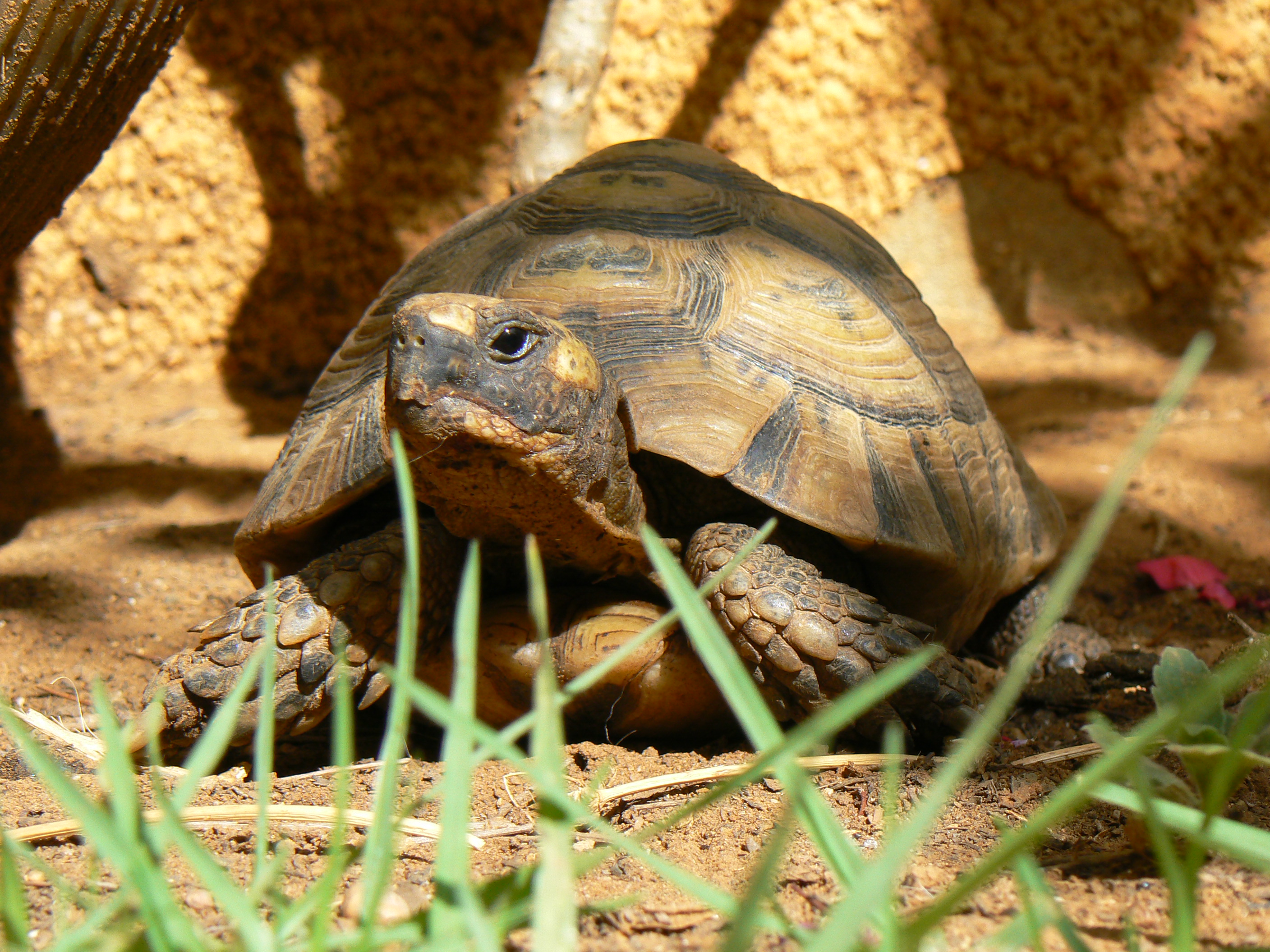 5 черепах. Средиземноморская черепаха Testudo Graeca. Средиземноморская (Кавказская, Греческая) черепаха. Греческая сухопутная черепаха. Черепаха Кавказская Средиземноморская.