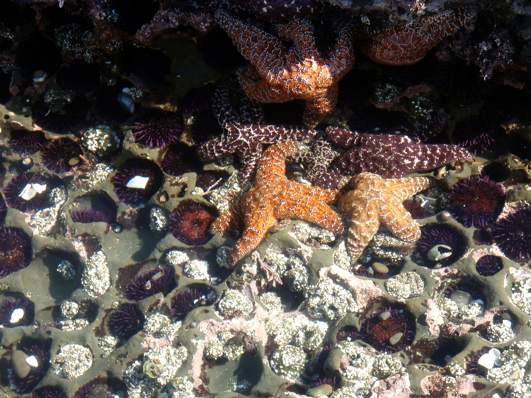 Pupukea tide pools